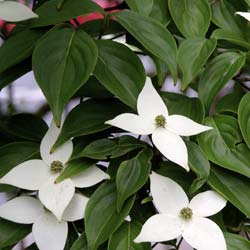 Corniso japons com flores brancas
